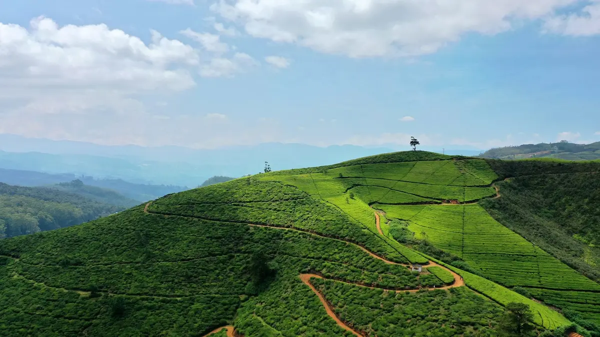 Rolling green tea plantation hills in the Sri Lankan highlands