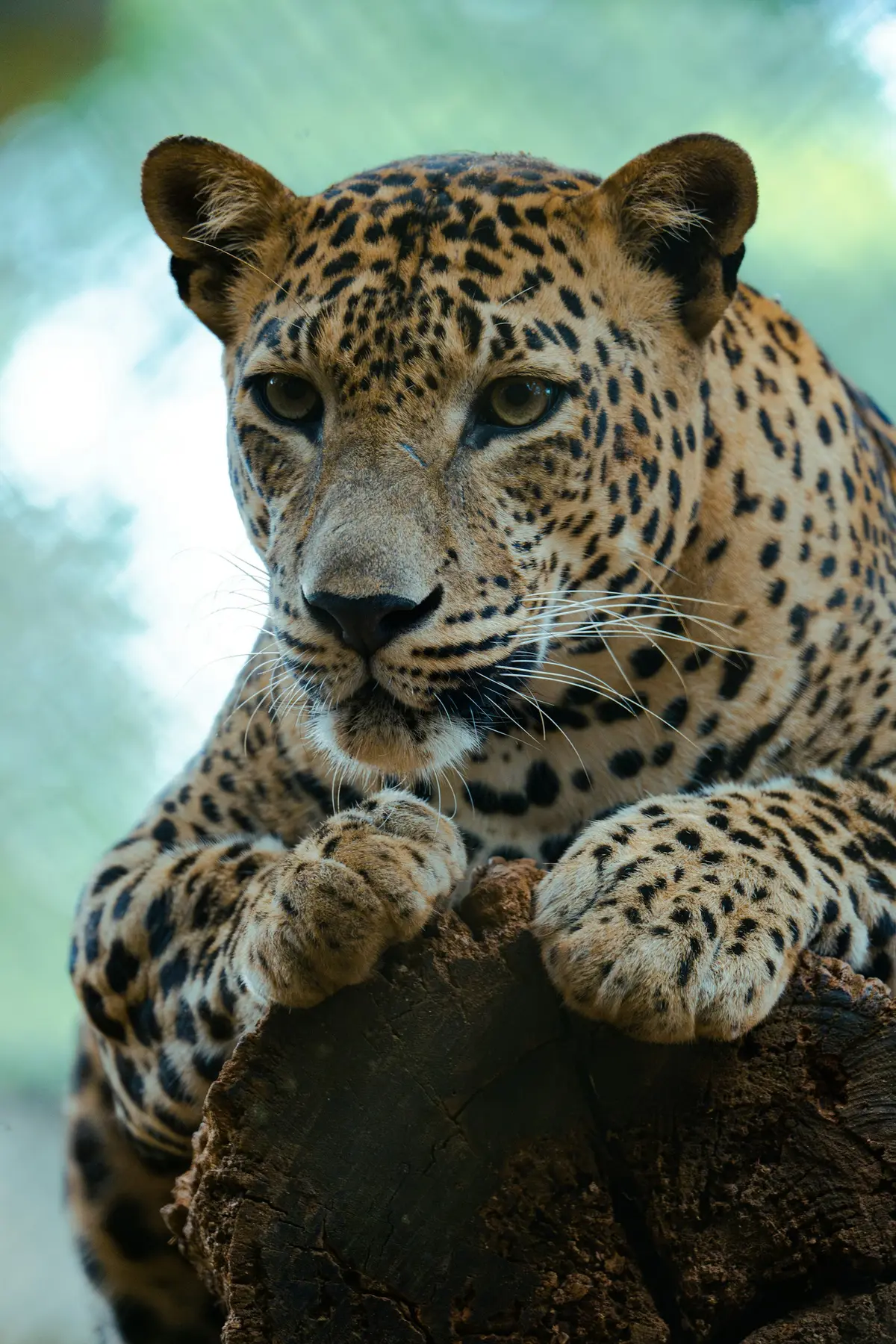 Yala, Sri Lanka
